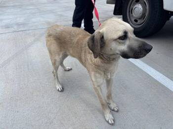 A480839 -  Black Mouth Cur and Mixed Breed Dog for Adoption in Oklahoma City, Oklahoma - A480839 | PetCurious