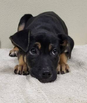 Hampton -  Mixed Breed Dog for Adoption in Groveland, Massachusetts - Hampton | PetCurious