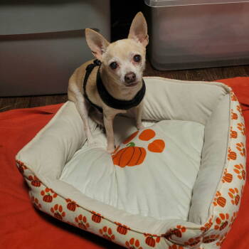 Rescue Chihuahua Dogs for Adoption in Akron, Ohio - Jos (FKA Spyder) | PetCurious