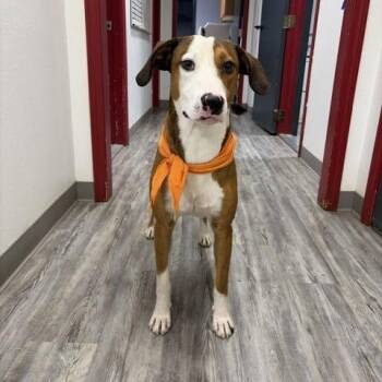 Zander -  Pit Bull Terrier and Labrador Retriever Dog for Adoption in Corsicana, Texas - Zander | PetCurious