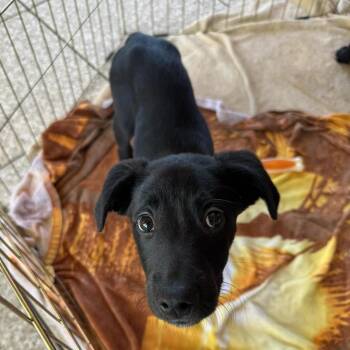 Bruce -  Mixed Breed Dog for Adoption in Saint Charles, Missouri - Bruce | PetCurious