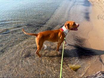 Ginny -  Pit Bull Terrier Dog for Adoption in St. Ignace, Michigan - Ginny | PetCurious