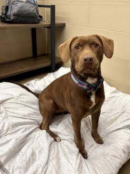 Rescue Pit Bull Terrier and Mixed Breed Dogs for Adoption in Knoxville, Tennessee - Princess Bella | PetCurious