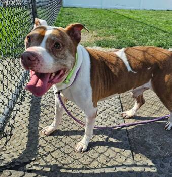 Watson -  Pit Bull Terrier Dog for Adoption in Plainfield, Illinois - Watson | PetCurious