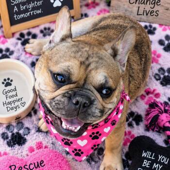 Stella -  French Bulldog Dog for Adoption in Chico, California - Stella | PetCurious