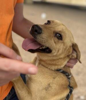 Squishy* -  Mixed Breed Dog for Adoption in El Paso, Texas - Squishy* | PetCurious