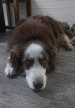 Trooper TN -  Australian Shepherd Dog for Adoption in Ontario, California - Trooper TN | PetCurious