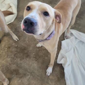 Ginger -  Labrador Retriever and Terrier Dog for Adoption in Clarksdale, Mississippi - Ginger | PetCurious
