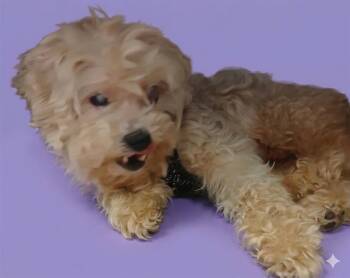 Mixed Breed Dogs Available for Adoption in Jacksonville, Florida - LIGHTBULB | PetCurious