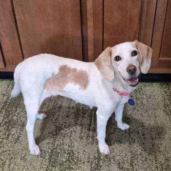 Cookie -  Beagle and Hound Dog for Adoption in Orange Park, Florida - Cookie | PetCurious