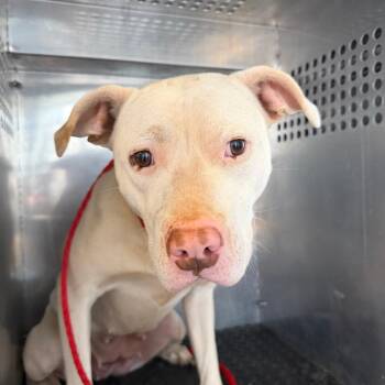 Pit Bull Terrier Dogs Available for Adoption - Rosie | PetCurious