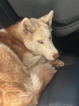 Siberian Husky Dogs Available for Adoption - TIBERIUS | PetCurious