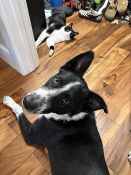 Quinn -  Border Collie Dog for Adoption in Pflugerville, Texas - Quinn | PetCurious