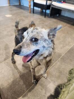 Rescue Shiba Inu and Australian Kelpie Dogs for Adoption in Lake Forest, California - Becky | PetCurious