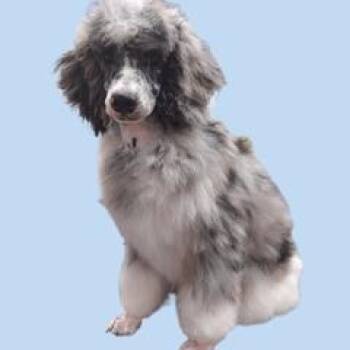 Rescue Standard Poodle Dogs for Adoption in Lincolnwood, Illinois - Sundae | PetCurious