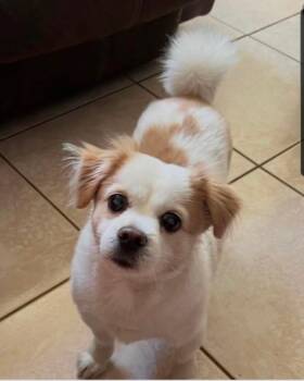 Lhasa Apso and Dachshund Dogs Available for Adoption in Fort Lauderdale, Florida - Yuri | PetCurious