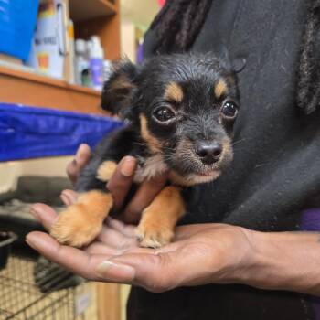 Chihuahua and Papillon Dogs Available for Adoption in Hinesville, Georgia - Peewee | PetCurious
