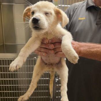 Liberty -  Cattle Dog Dog for Adoption in Norman, Oklahoma - Liberty | PetCurious