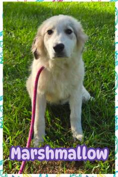Marshmallow -  Great Pyrenees Dog for Adoption in Ringwood, New Jersey - Marshmallow | PetCurious