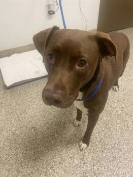 Tennison -  Pit Bull Terrier Dog for Adoption in Vancouver, Washington - Tennison | PetCurious