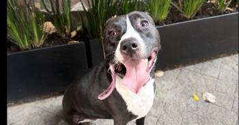 PIPA -  Pit Bull Terrier and Mixed Breed Dog for Adoption in Langley Township, British Columbia - PIPA | PetCurious