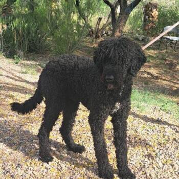 Standard Poodle Dogs Available for Adoption in Tucson, Arizona - Bru | PetCurious
