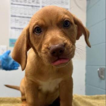 Bonfire -  Shepherd and Mixed Breed Dog for Adoption in Kansas City, Missouri - Bonfire | PetCurious