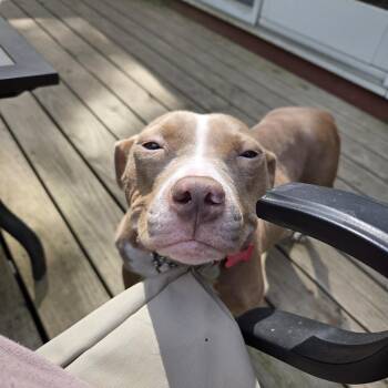 Annie -  Pit Bull Terrier Dog for Adoption in Schenectady, New York - Annie | PetCurious