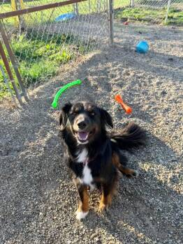 Australian Shepherd Dogs Available for Adoption - Angus | PetCurious