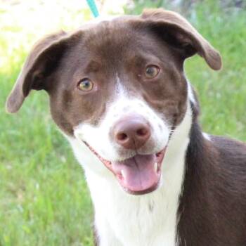 Clara -  Collie and Labrador Retriever Dog for Adoption in Eaton, Ohio - Clara | PetCurious