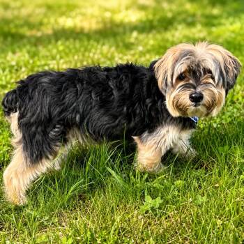 Tater Tot Todd -  Yorkshire Terrier and Mixed Breed Dog for Adoption in Hopkinton, Massachusetts - Tater Tot Todd | PetCurious