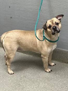 PRONTO -  Pug Dog for Adoption in Las Vegas, Nevada - PRONTO | PetCurious