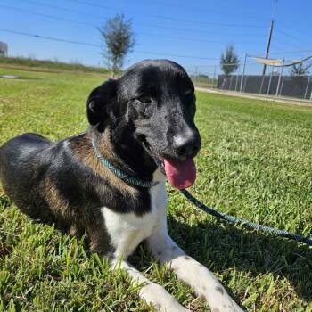 Rescue Bluetick Coonhound Dogs for Adoption in Beaumont, Texas - Sonya | PetCurious