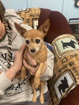 Rescue Chihuahua Dogs for Adoption in Plain City, Ohio - Barley | PetCurious
