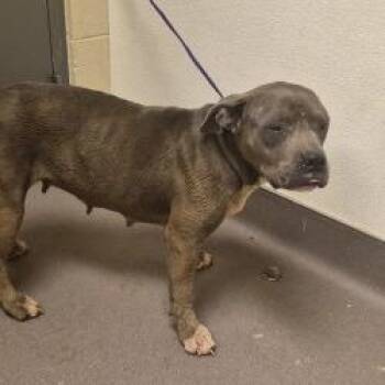 Schotzie -  Pit Bull Terrier Dog for Adoption in Norman, Oklahoma - Schotzie | PetCurious