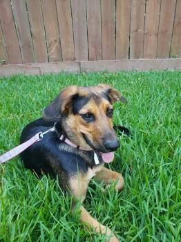 Rescue Shepherd and Hound Dogs for Adoption in Ladson, South Carolina - Remi | PetCurious