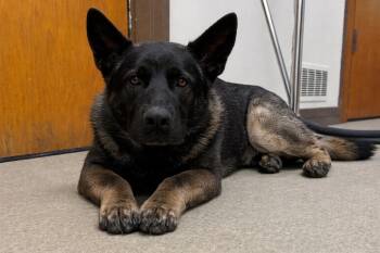 German Shepherd Dog Dogs Available for Adoption in Springfield, Ohio - Big Sarge | PetCurious