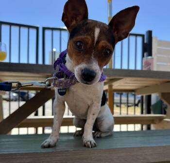 Jack Russell Terrier and Chihuahua Dogs Available for Adoption - Penny Lane | PetCurious