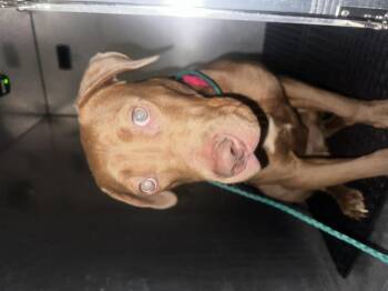 Rescue Pit Bull Terrier and Mixed Breed Dogs for Adoption in Dallas, Texas - CLOVER | PetCurious