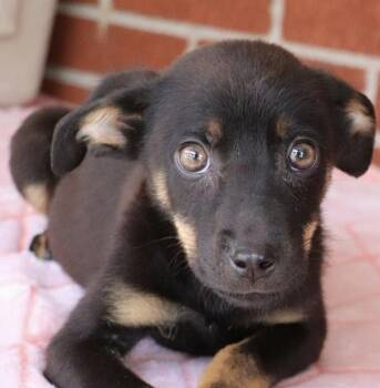 Delia -  Shepherd and Mixed Breed Dog for Adoption in Minneapolis, Minnesota - Delia | PetCurious
