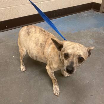 Mixed Breed Dogs Available for Adoption - PUGGY | PetCurious