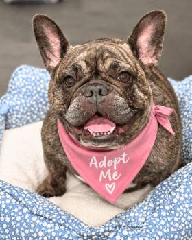 Luna (aka Princess Snortington) -  French Bulldog Dog for Adoption in Los Angeles, California - Luna (aka Princess Snortington) | PetCurious