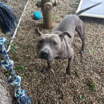 Pit Bull Terrier Dogs Available for Adoption in Dayton, Ohio - Dwayne | PetCurious
