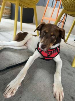 Obie -  Australian Shepherd and Hound Dog for Adoption in Charlotte, North Carolina - Obie | PetCurious