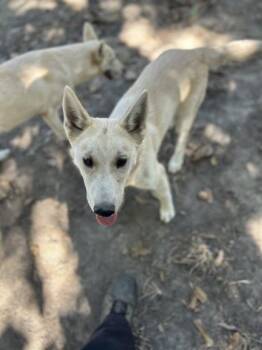 Lorna McNessie -  Husky and Mixed Breed Dog for Adoption in Fresno, California - Lorna McNessie | PetCurious