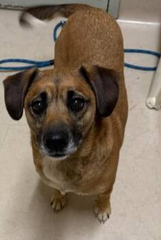 Rescue Shepherd and Labrador Retriever Dogs for Adoption in Quincy, California - BAILEY | PetCurious