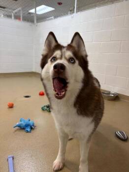Siberian Husky and Mixed Breed Dogs Available for Adoption in North Miami Beach, Florida - Snow | PetCurious