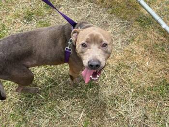 Rescue Pit Bull Terrier and Mixed Breed Dogs for Adoption in Mckinleyville, California - MIG | PetCurious