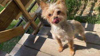 Calvin -  Yorkshire Terrier and Maltese Dog for Adoption in West Peoria, Illinois - Calvin | PetCurious