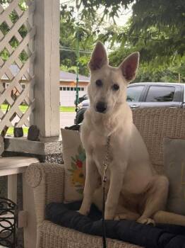 Kali -  German Shepherd Dog Dog for Adoption in Fayetteville, Arkansas - Kali | PetCurious